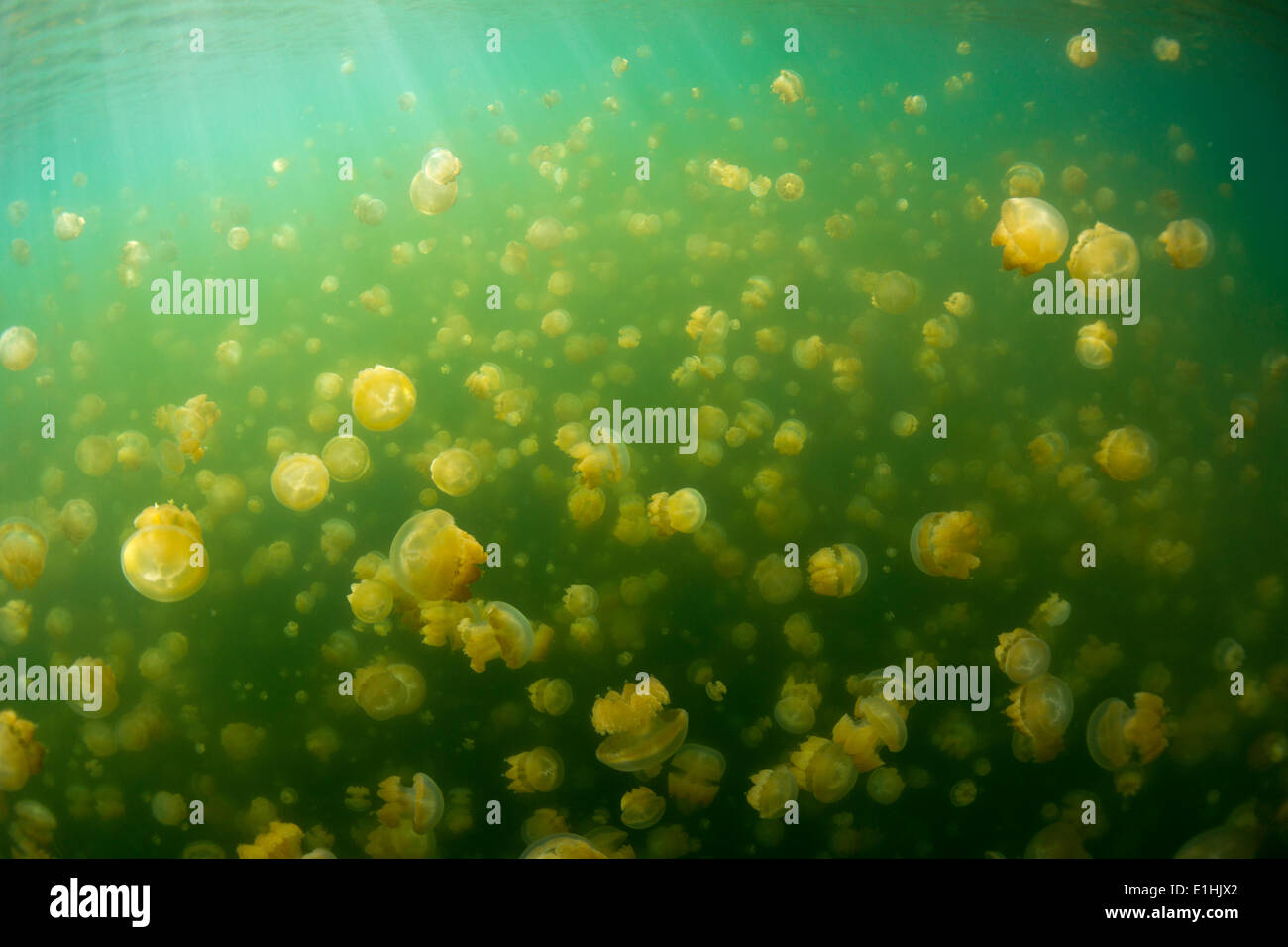 Golden méduses ou méduses Mastigias Papua (Papou), Jellyfish lake, lac d'eau salée intérieure, Eil Alcm ou Mecherchar, Palau Banque D'Images