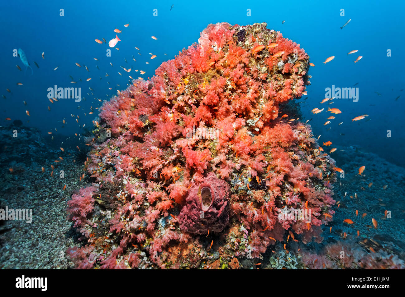 Bloc de corail recouverts de corail rouge divers (Alcyonacea) et d'Éponges (Spongiaire), (Tile Anthiinae), Sabang Beach Banque D'Images
