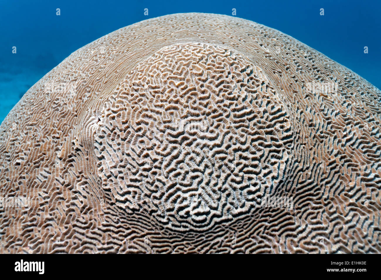 Labyrinthe de corail cerveau (Platygyra lamellina), Sabang Beach, Puerto Galera, l'île de Mindoro, Philippines Banque D'Images