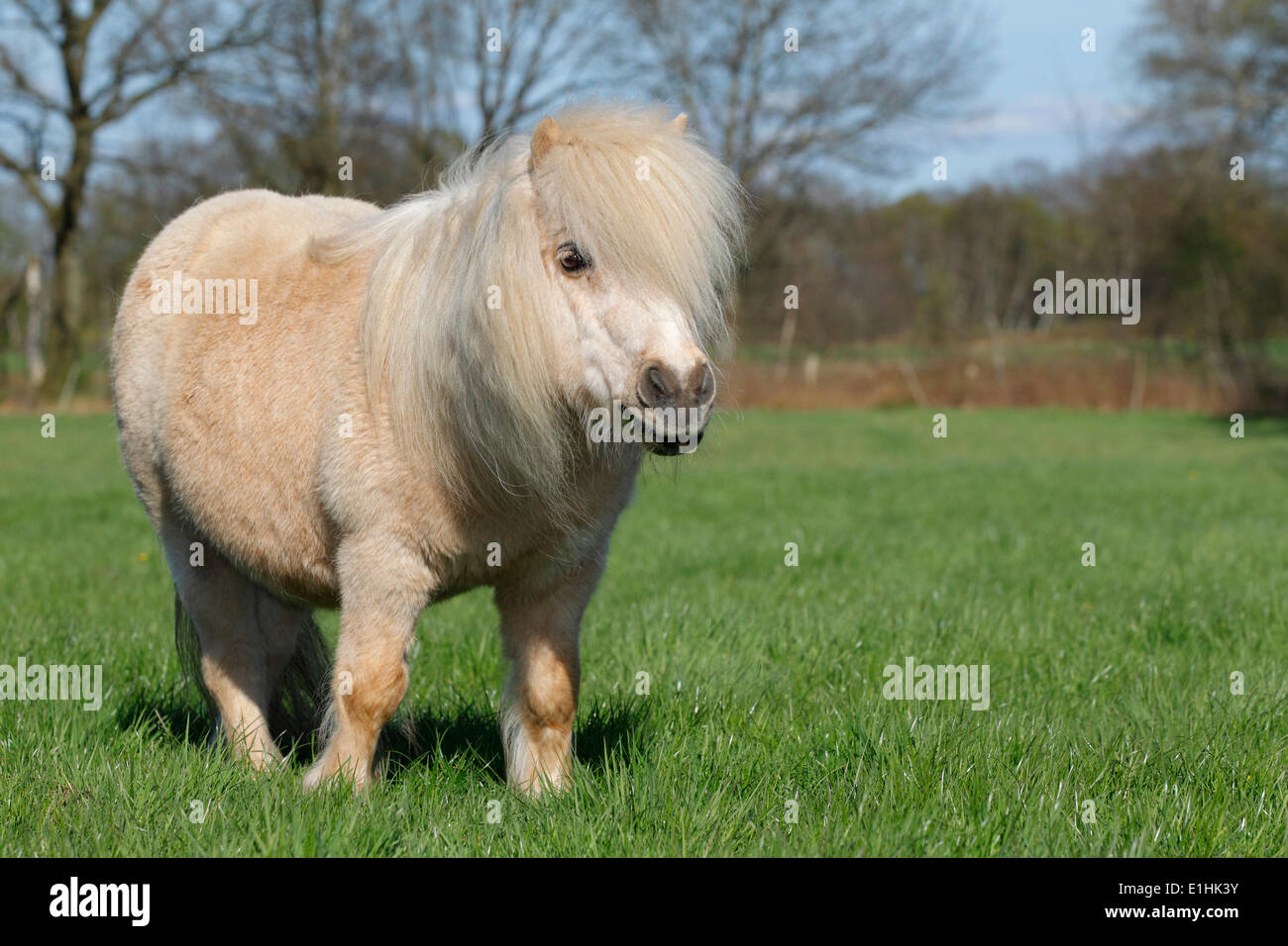 Mini poney Shetland, Schleswig-Holstein, Allemagne Banque D'Images