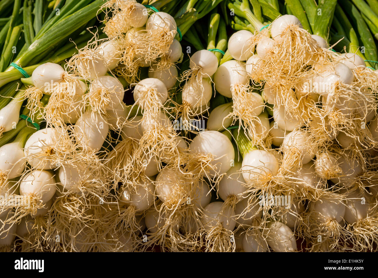 Ciboule fraîchement récolté (Allium fistulosum) Banque D'Images