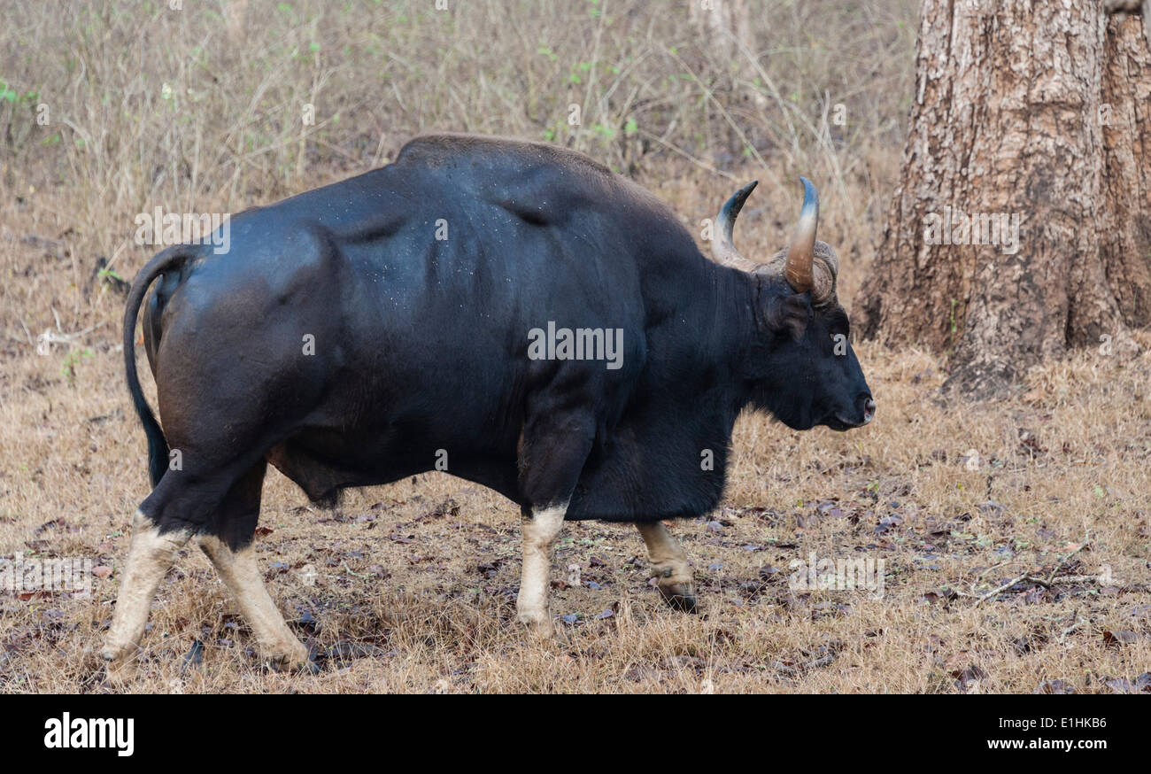 Gaur (Bos gaurus), Bull, Parc National de Nagarhole, Karnataka, Inde Banque D'Images