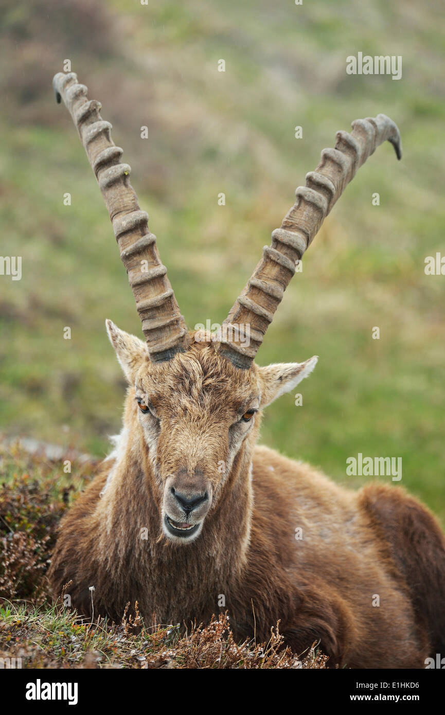 Bouquetin des Alpes (Capra ibex), homme, Oberland Bernois, Suisse Banque D'Images