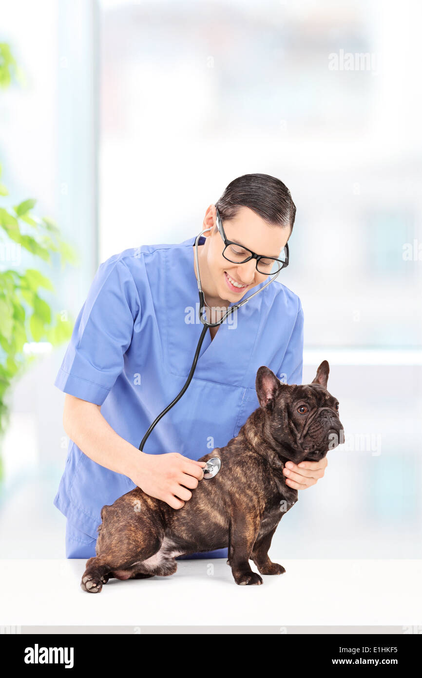 L'examen vétérinaire mâle un chien à la pratique vétérinaire Banque D'Images