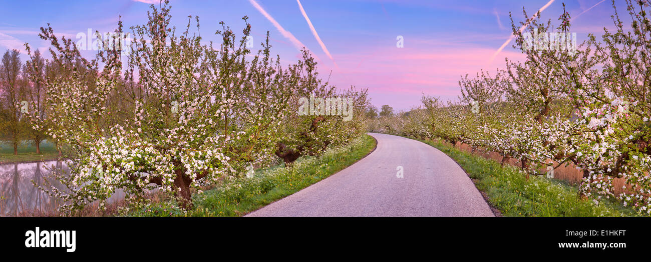Blossoming apple trees le long d'une route Banque D'Images