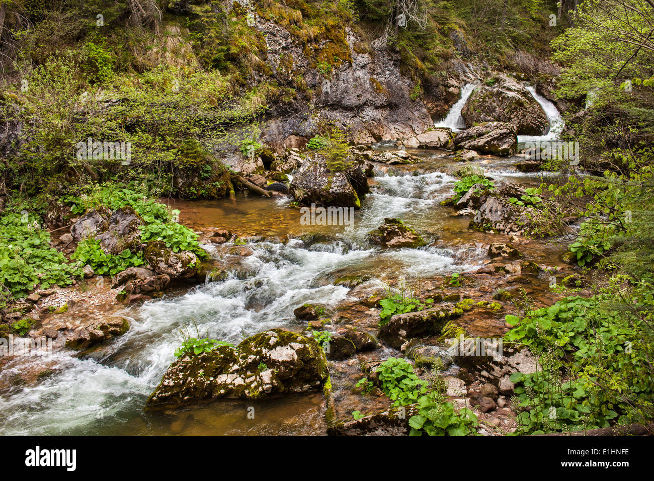 Izbucul Tauzului de rivière qui coule dans les Montagnes Apuseni, Roumanie Banque D'Images