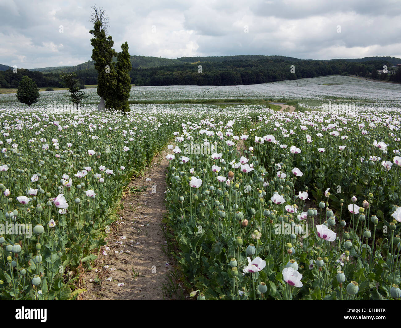 champ de coquelicot Banque D'Images