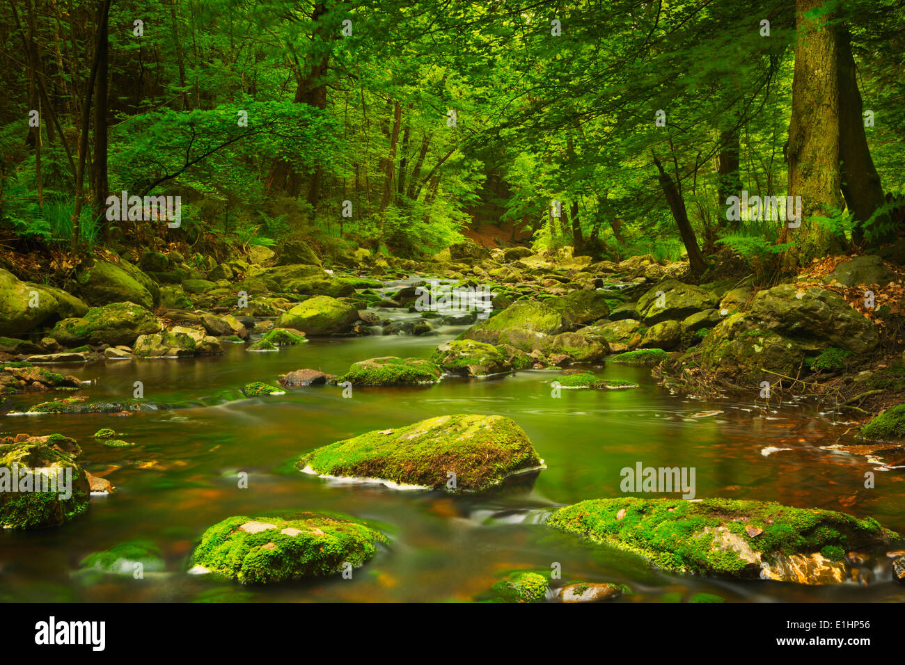 Une rivière à travers une forêt luxuriante dans les Ardennes, en Belgique. Banque D'Images
