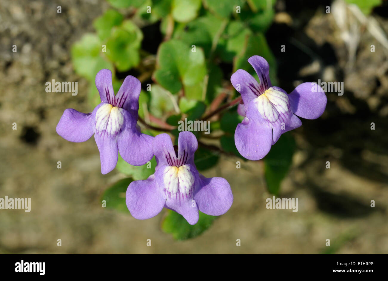 Ivy-Leaved - linaire Cymbalaria muralis trois fleurs Banque D'Images