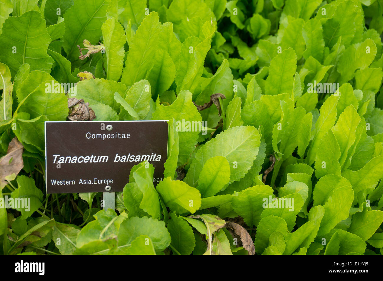 Tanacetum balsamita vulgaris Banque D'Images