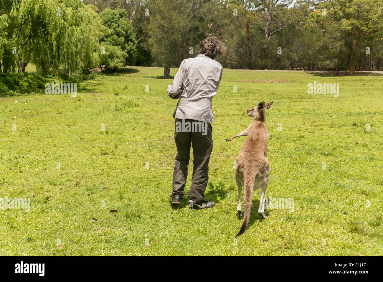 L'Australie, Nouvelle Galles du Sud, l'homme se nourrir sur kangoroo meadow Banque D'Images