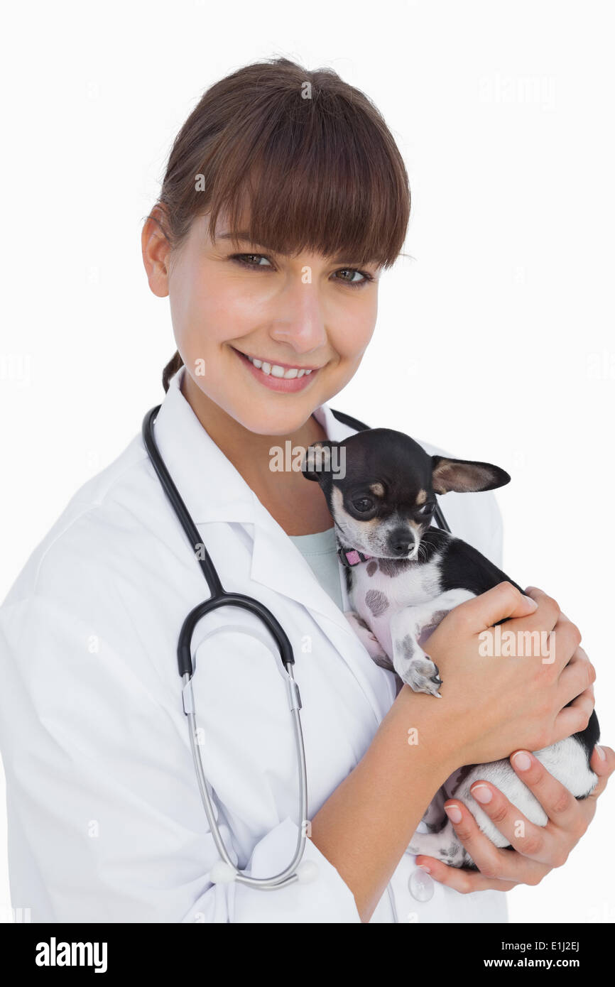 Cheerful female vet holding a cute chihuahua Banque D'Images