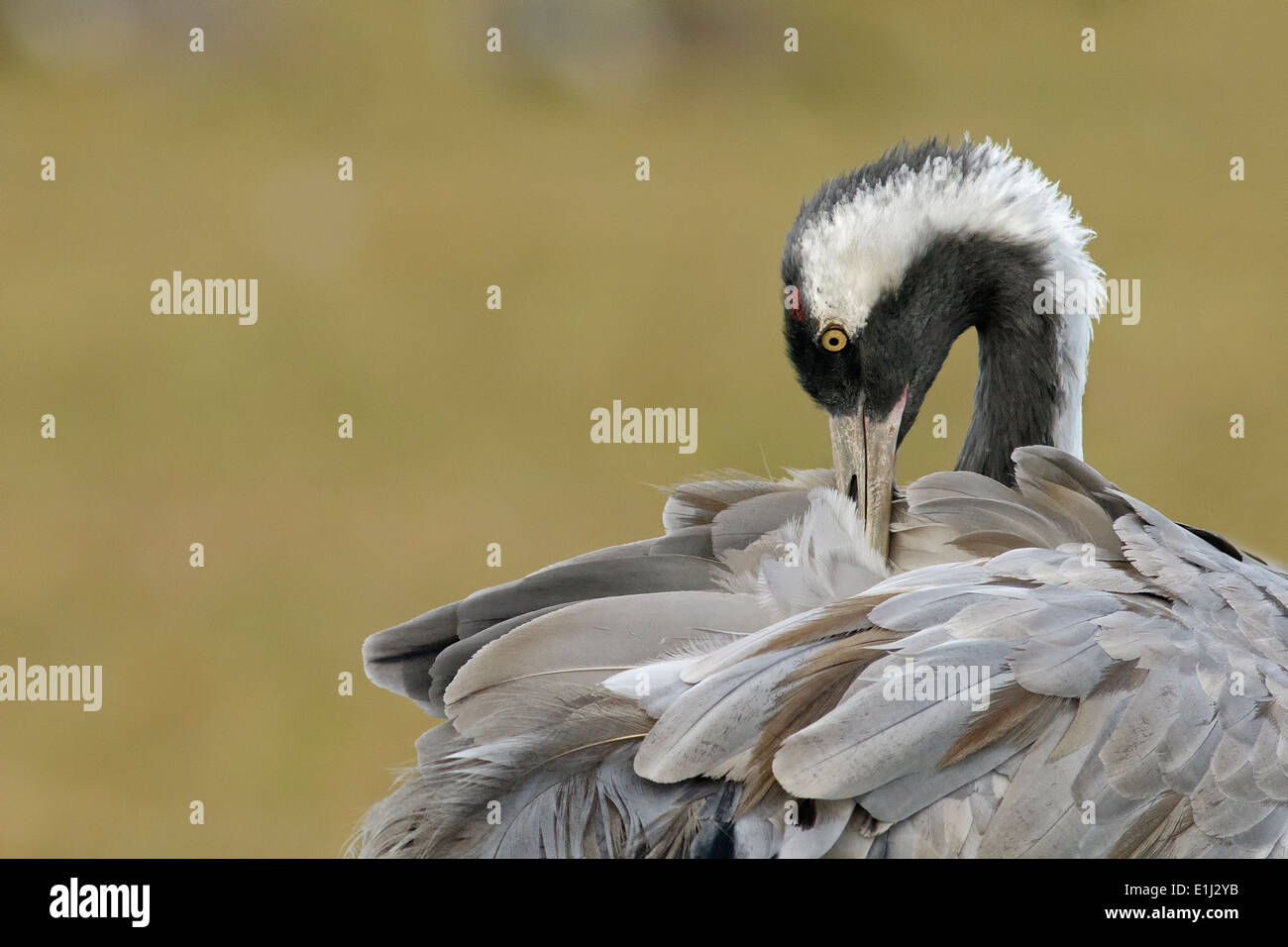 Allemagne, Mecklembourg-Poméranie-Occidentale, le crane, Grus grus, lissage Banque D'Images