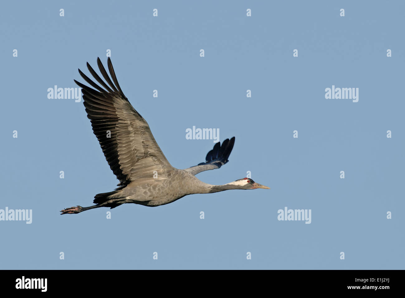 Allemagne, Mecklembourg-Poméranie-Occidentale, le crane, Grus grus, battant Banque D'Images