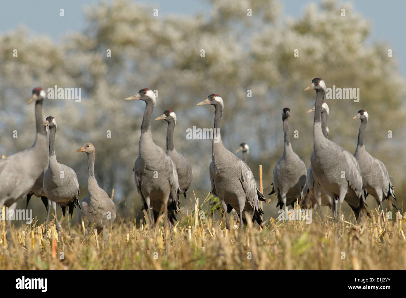 Allemagne, Mecklembourg-Poméranie-Occidentale, grues, Grus grus commun Banque D'Images