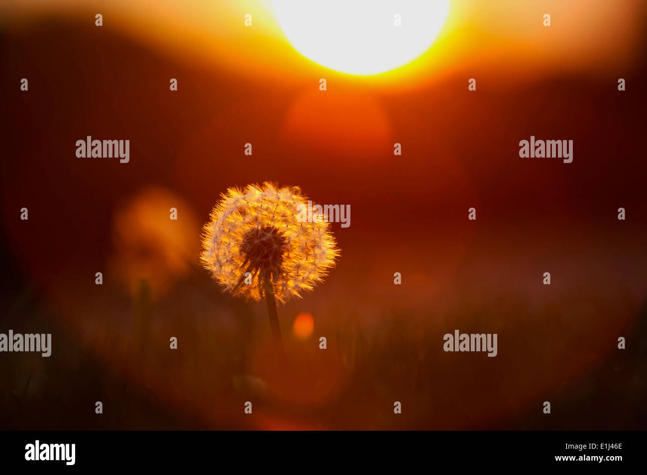 Allemagne, Blowball, le pissenlit officinal, Taraxacum officinale, dans la soirée Banque D'Images