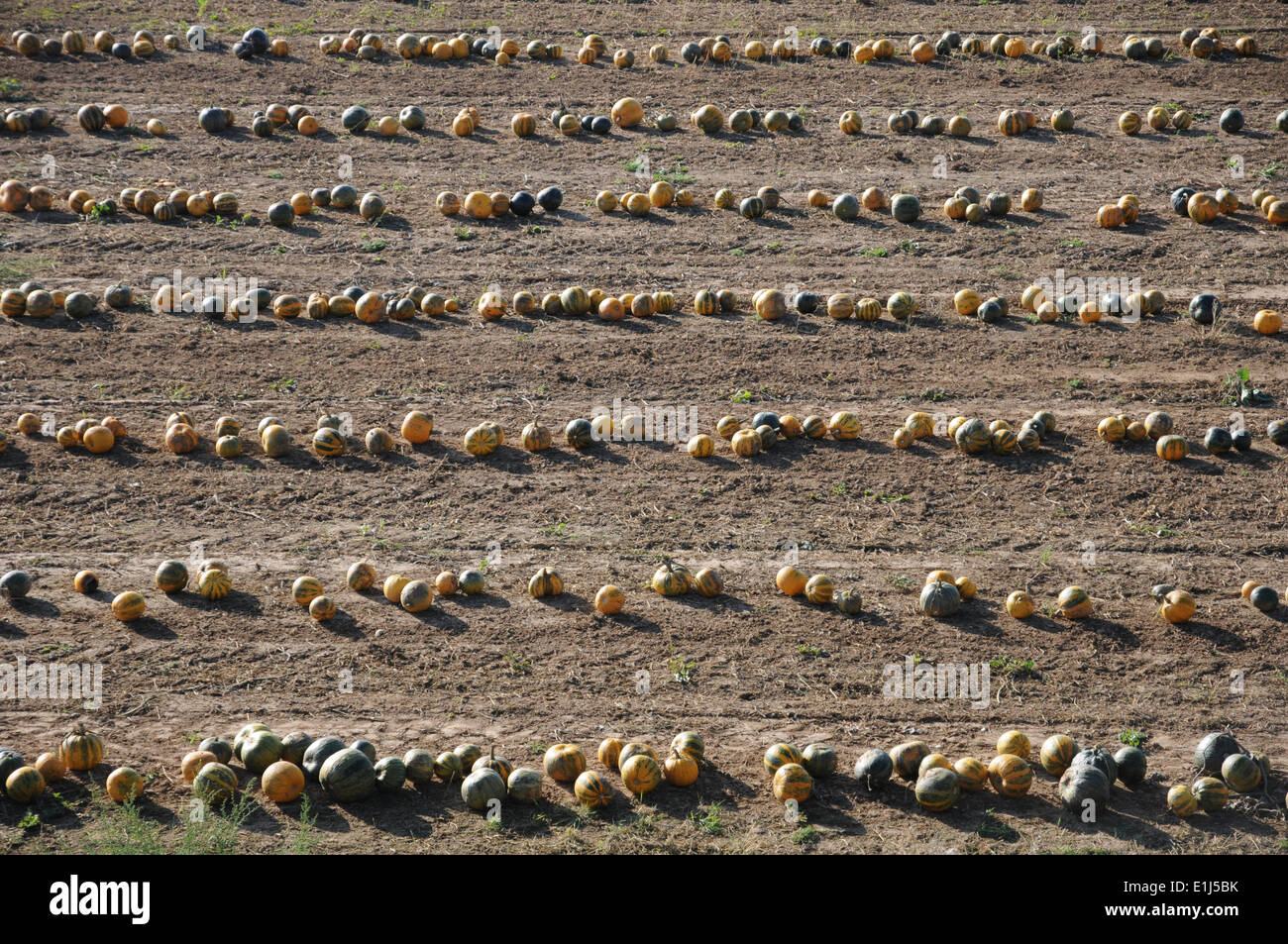 Citrouilles d’huile Banque D'Images