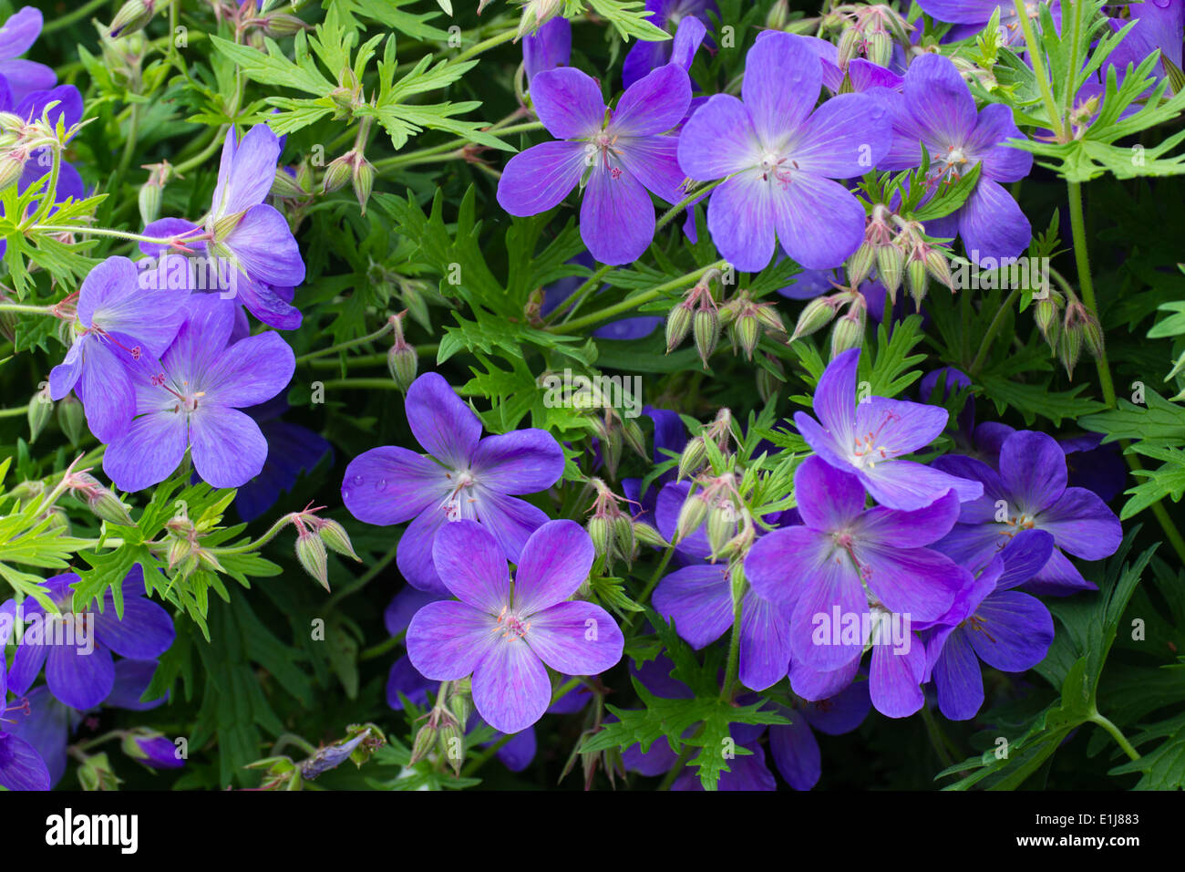 Fleurs de la plante vivace Geranium 'Johnson's Blue' Banque D'Images