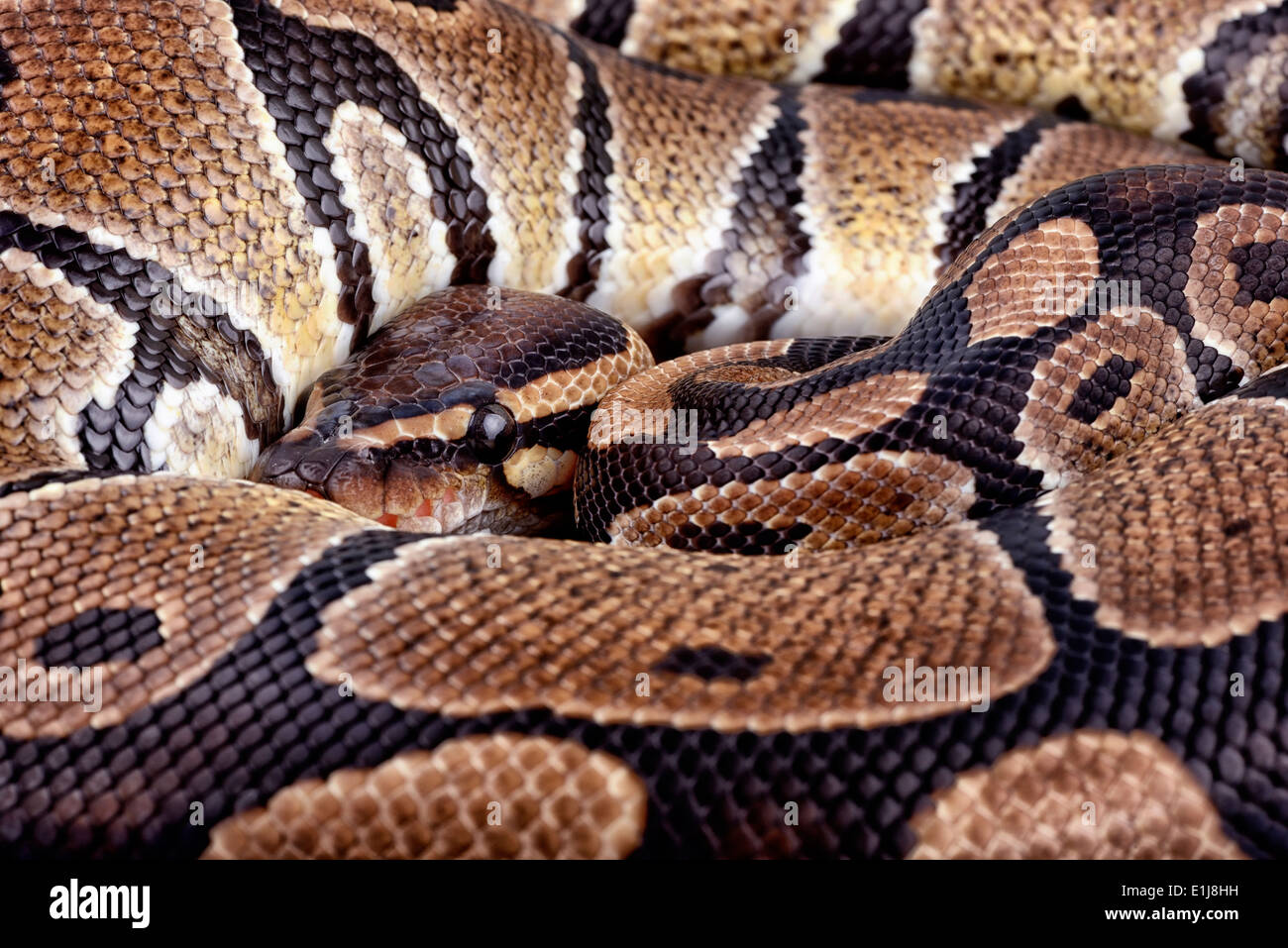 Python royal, Python regius, vue partielle Banque D'Images