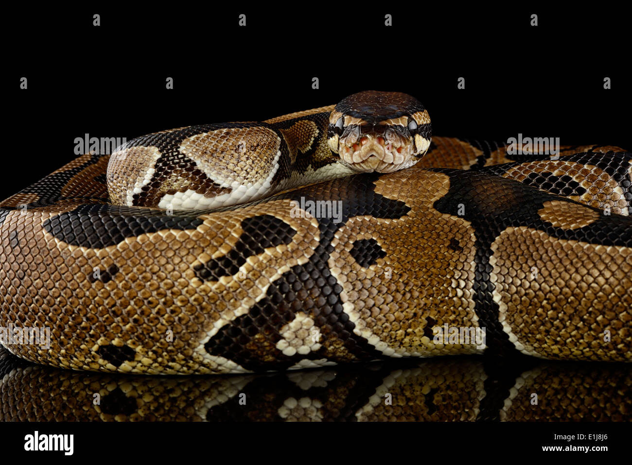 Python royal, Python regius, vue partielle Banque D'Images