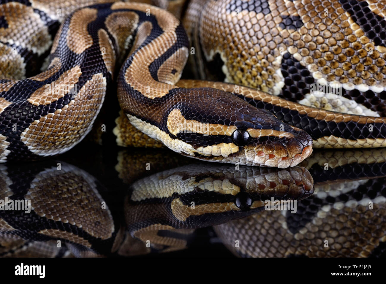 Python royal, Python regius, vue partielle Banque D'Images