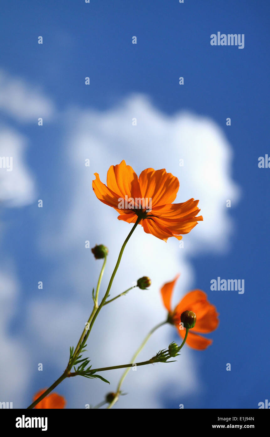 Cosmos orange Banque de photographies et d'images à haute résolution - Alamy