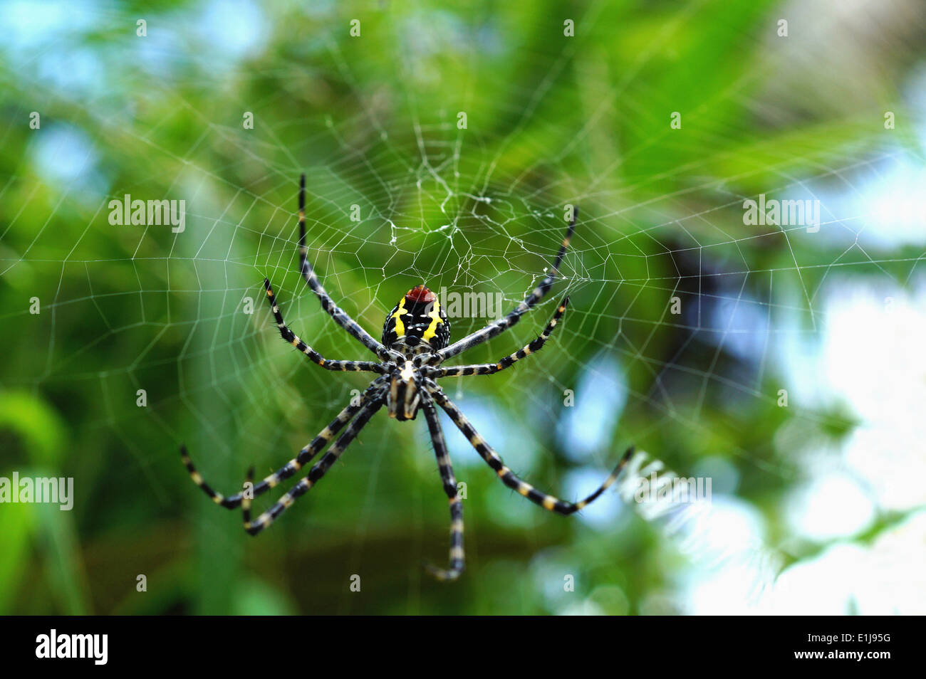 Araignée Nephila maculata, une espèce de toile d'araignée, dans un site web, Pune, Maharashtra, Inde Banque D'Images