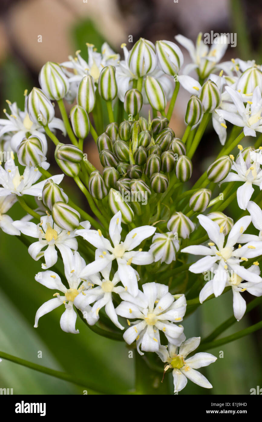 Rayé vert bourgeons et fleurs blanches du géant squill, Scilla peruviana alba Banque D'Images