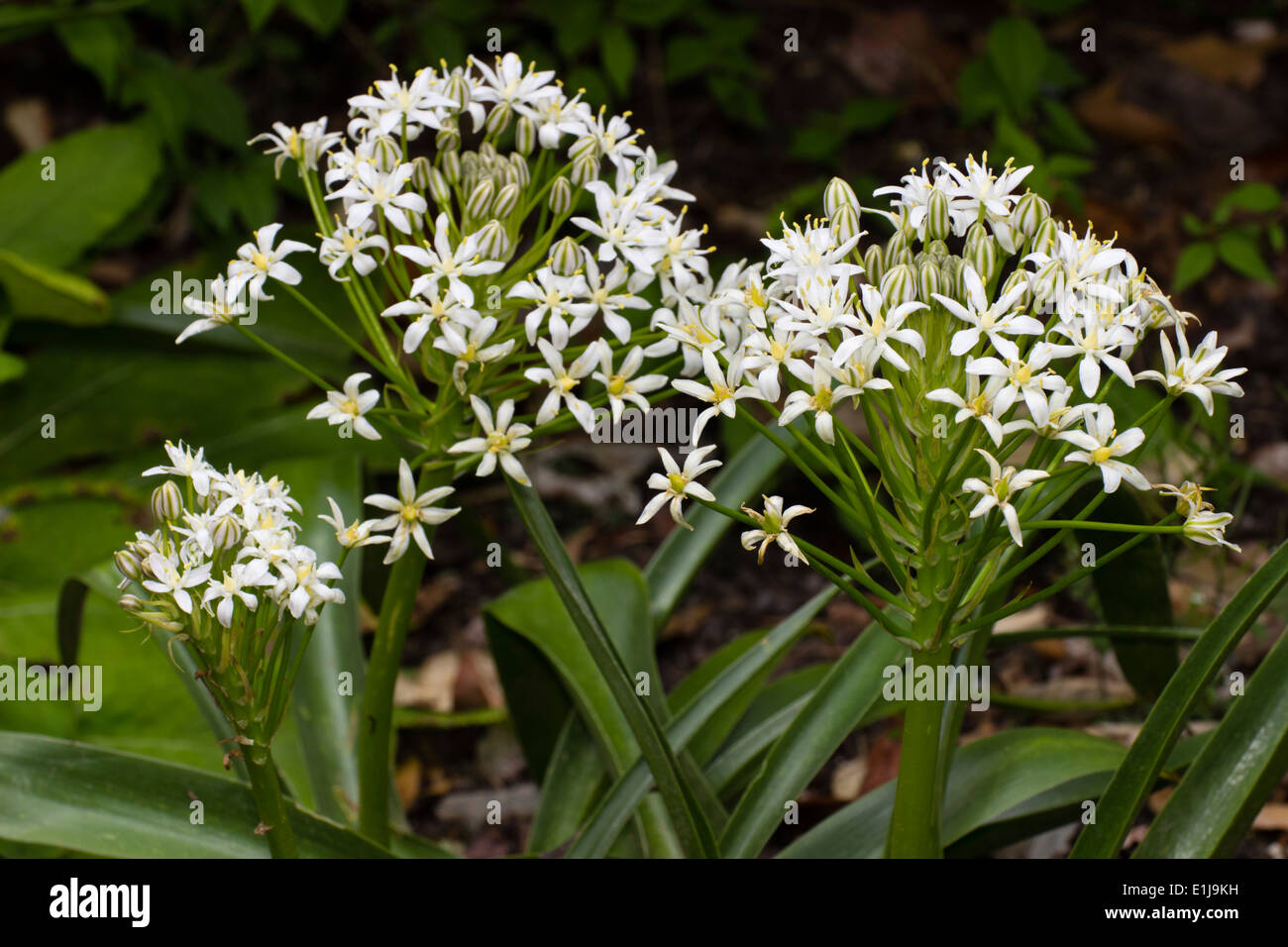 Rayé vert bourgeons et fleurs blanches du géant squill, Scilla peruviana alba Banque D'Images