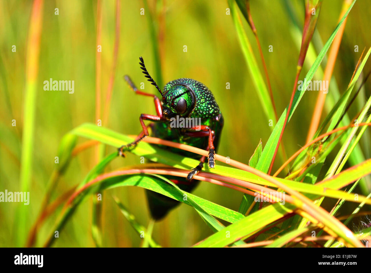 Gree jewel beetle, Chrysochroa kaupii, Buprestidae, libre. Pune Maharashtra, Inde Banque D'Images