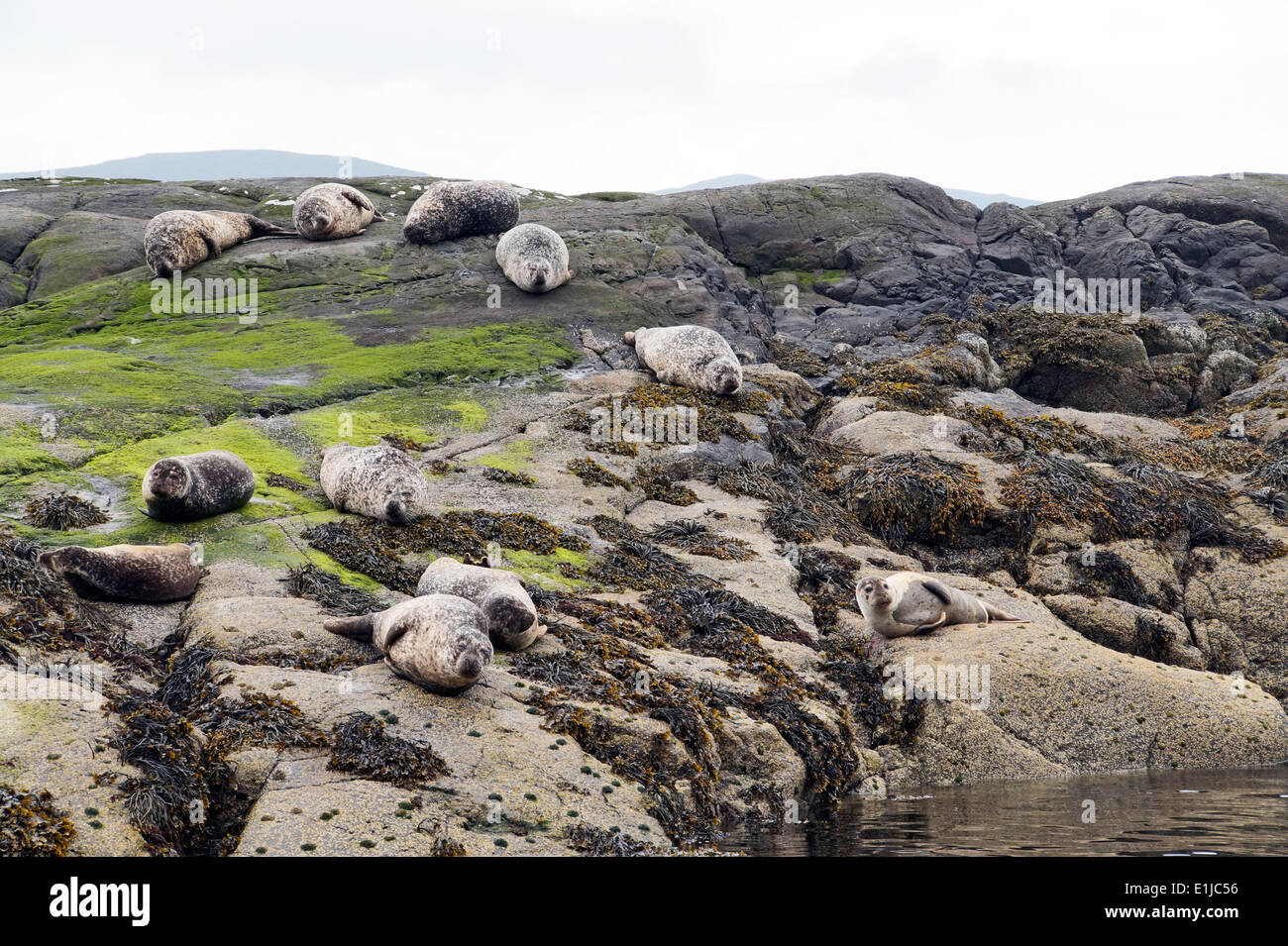 Les phoques au repos dans la région de Island dans le Loch Scavaig Île de Skye Highland Ecosse Banque D'Images