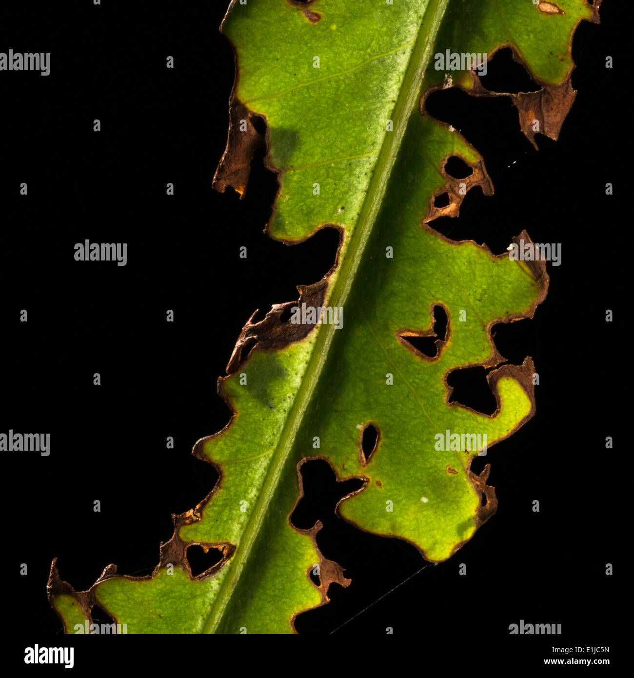 Une feuille verte endommagé par les insectes Banque D'Images