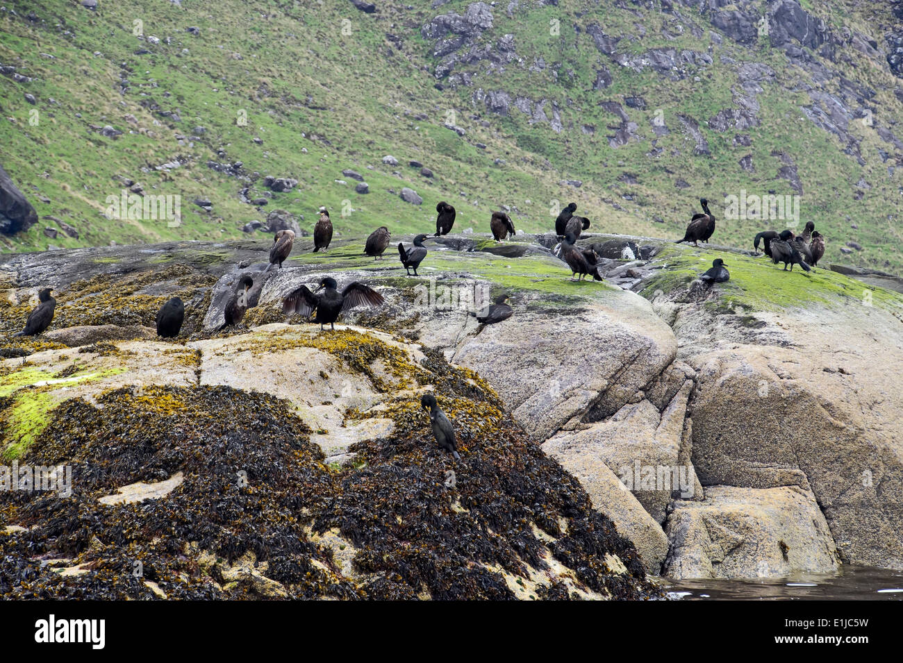 Reposant sur l'île des cormorans dans le Loch Scavaig Île de Skye Highland Ecosse Banque D'Images
