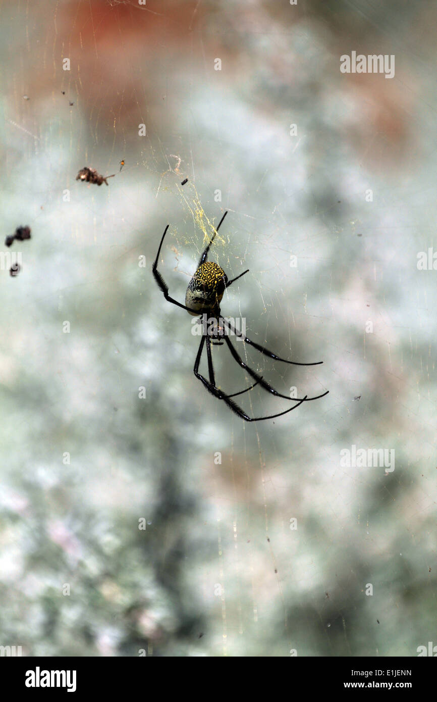 Globe Doré-web spider, Nephila fenestra et web. Banque D'Images