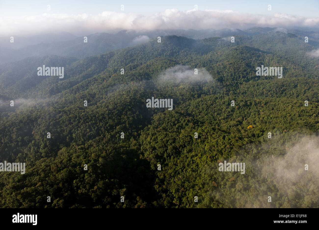 La forêt tropicale atlantique du Brésil Banque D'Images