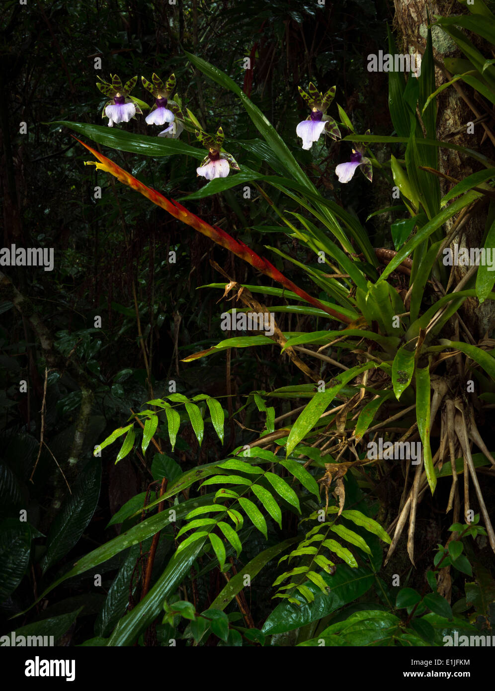 Orchidées, broméliacées et fougères Banque D'Images