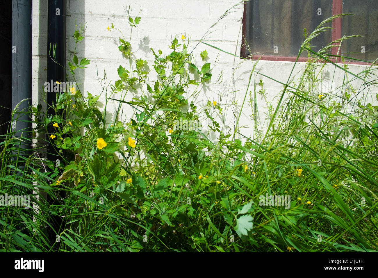De plus en plus de fleurs sauvages contre la paroi d'un immeuble Banque D'Images