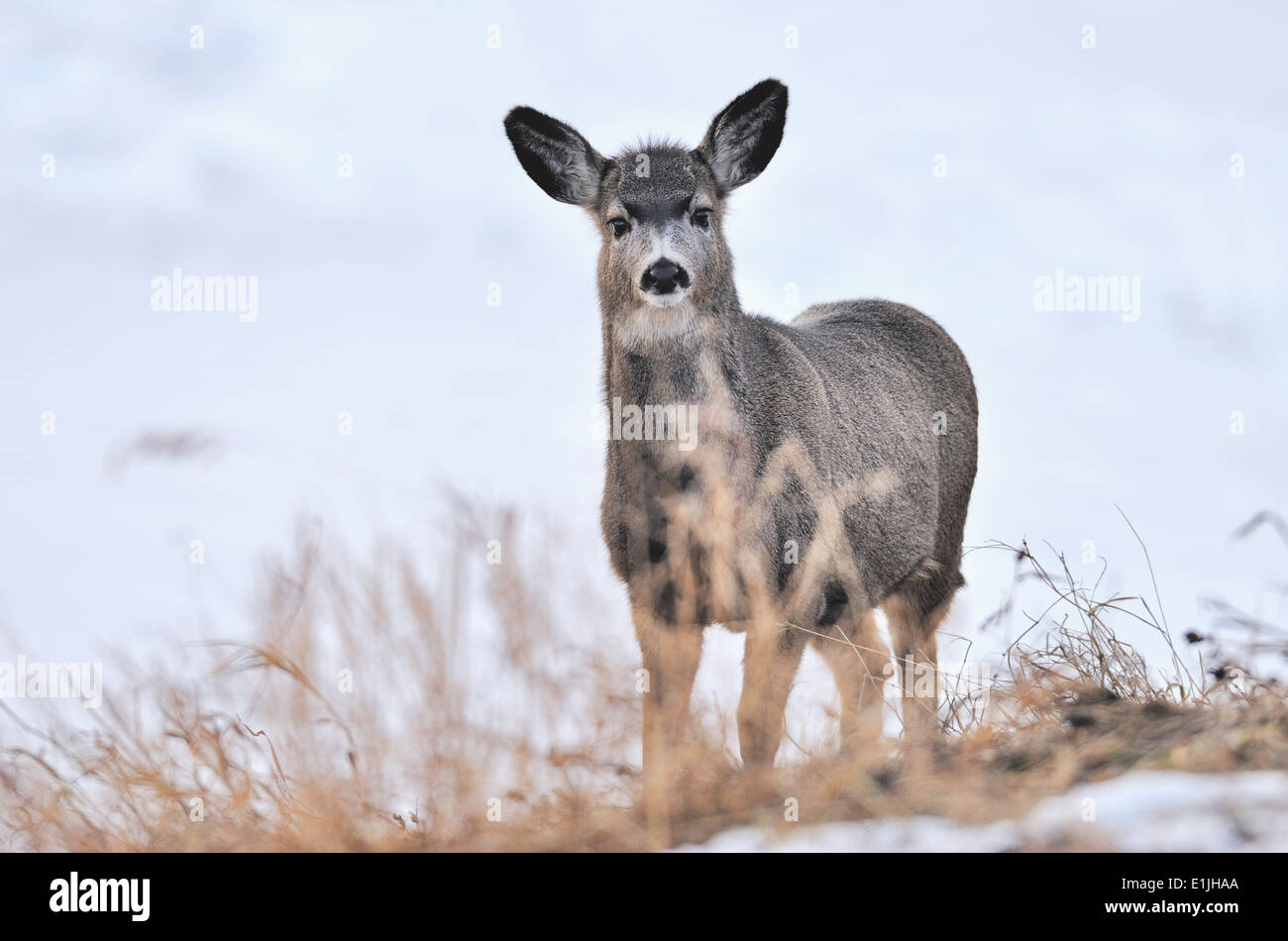 Portrait d'une image d'un jeune cerf mulet dans son habitat d'hiver Banque D'Images