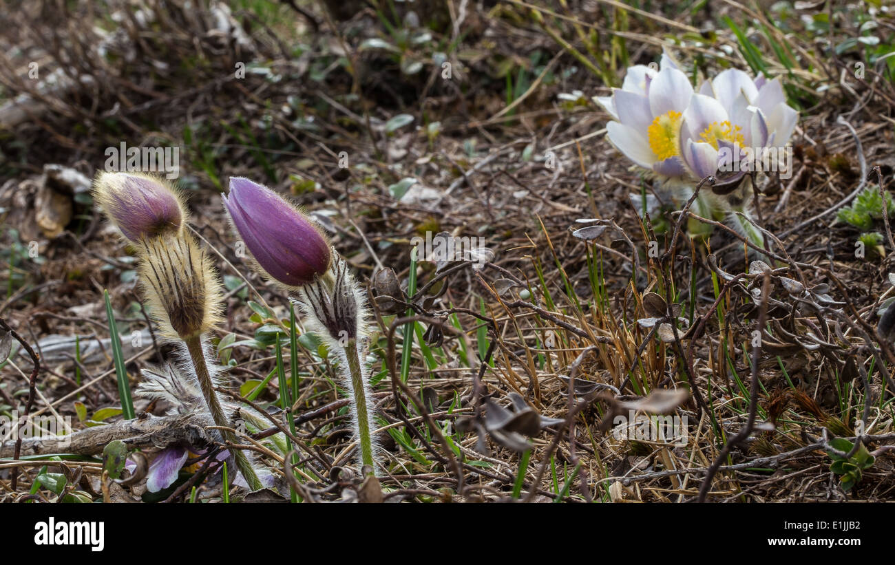 Pulsatilla montana et Pulsatilla vernalis. Anemone montana e Anemone di primavera. Fleurs de montagne. Trentin, Alpes Italiennes. Banque D'Images