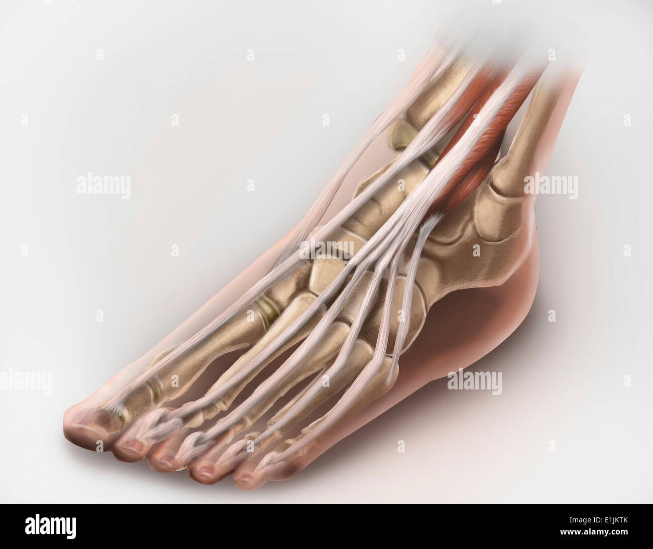 Compartiment antérieur anatomie de la jambe gauche muscles et tendons. Banque D'Images