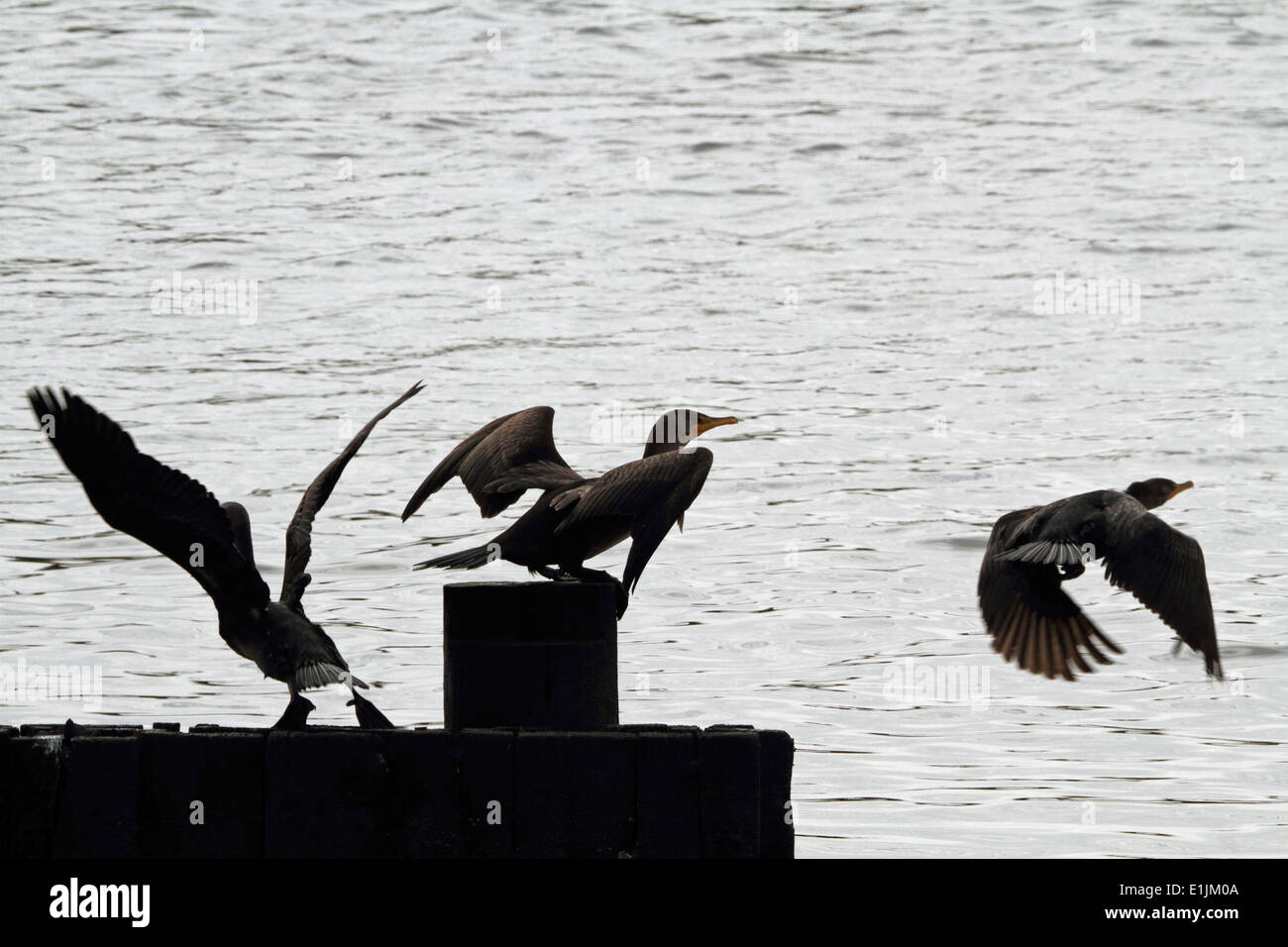 La diffusion des cormorans à l'Edwin B. Forsythe National Wildlife Refuge, Galloway, New Jersey, USA Banque D'Images