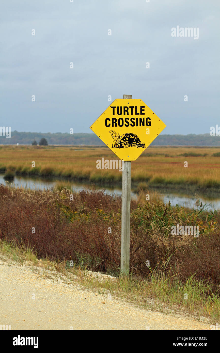 Une tortue panneau de passage à niveau sur la route de la faune de l'Edwin B. Forsythe National Wildlife Refuge, Galloway, New Jersey, USA Banque D'Images