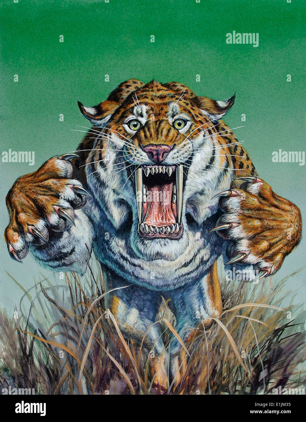 Smilodon (Dirk) Sabertooth jaillissant de l'avant à l'afficheur, Pléistocène (Ère glaciaire) de l'Amérique du Nord. Banque D'Images
