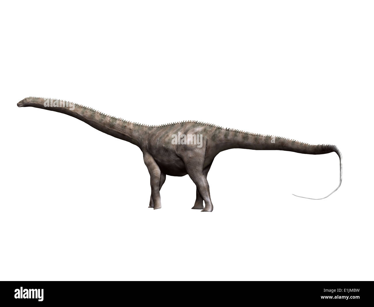 Diplodocus longus Banque de photographies et d’images à haute