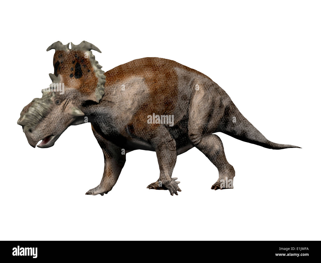 Pachyrhinosaurus dinosaure, fond blanc. Banque D'Images