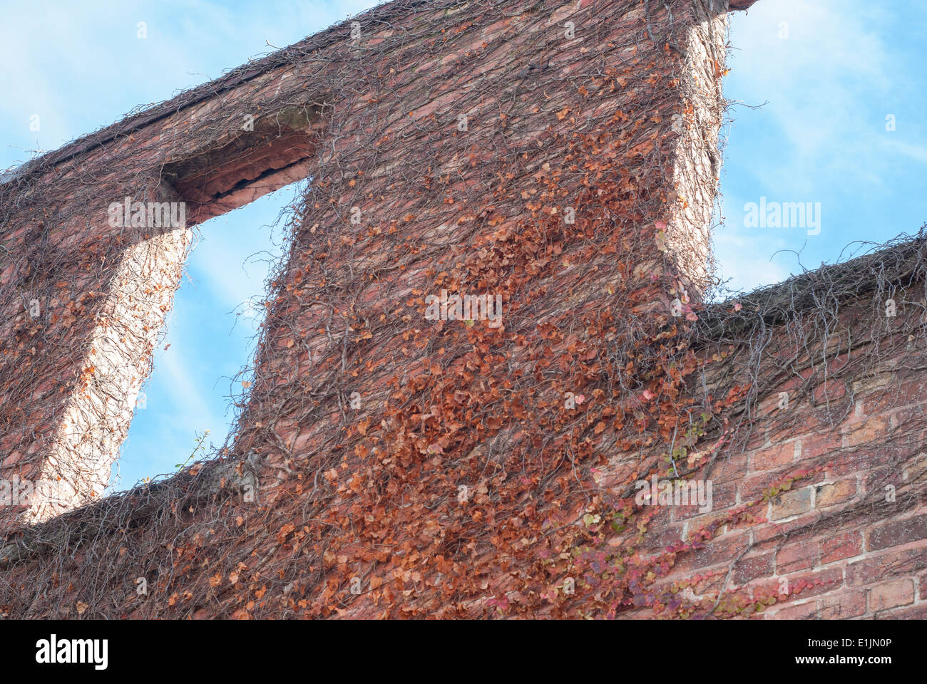 Prise d'un point de vue de la façade de l'immeuble en brique rouge avec vigne sur elle Banque D'Images