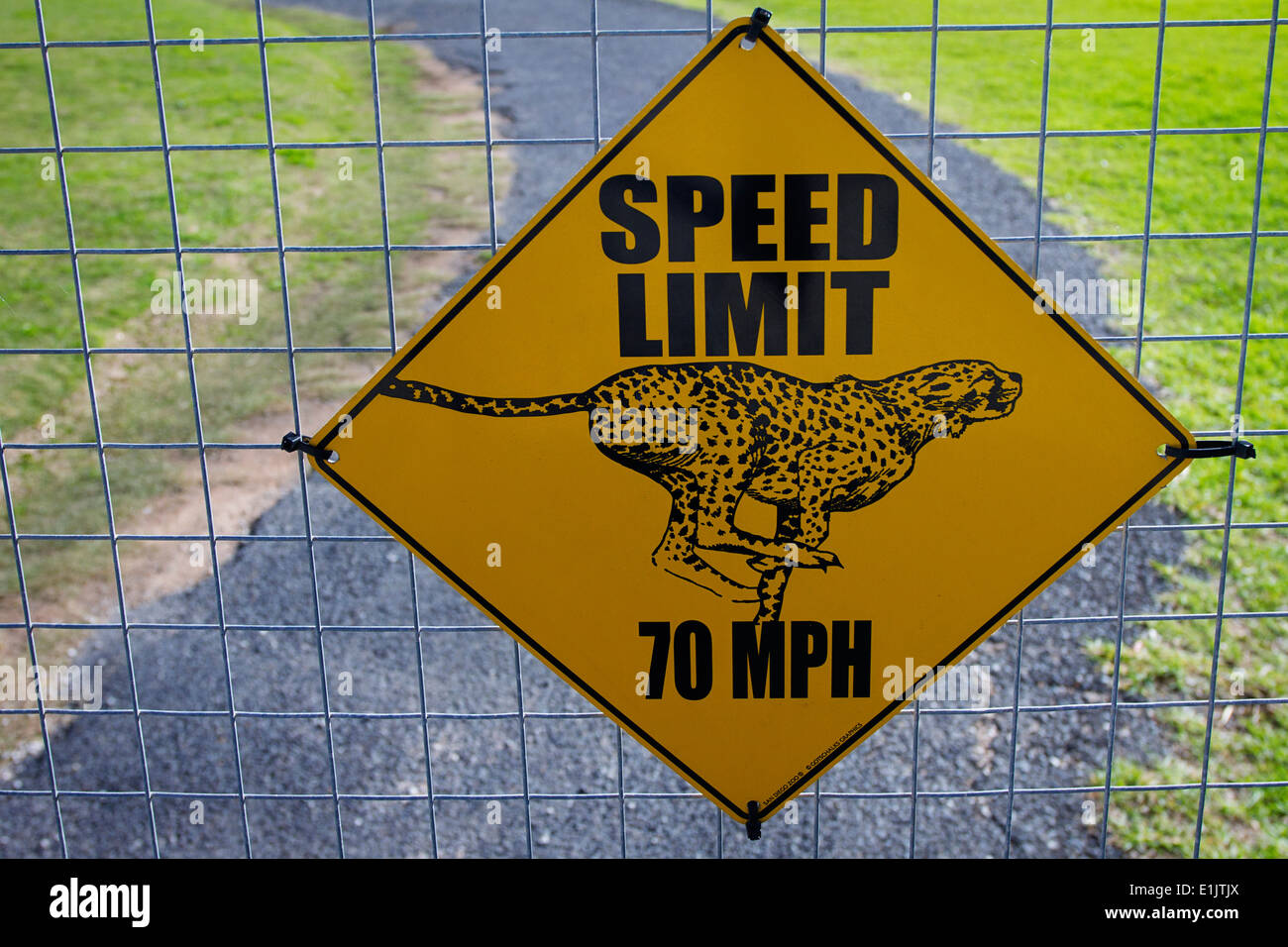 Une limite de vitesse de 70mph signe sur une clôture à l'enceinte Cheetah Cheetah Outreach. Banque D'Images