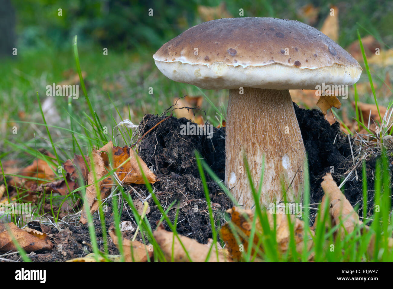 Close-up aux champignons porcini de trouve dans la Nouvelle Angleterre de la forêt Banque D'Images