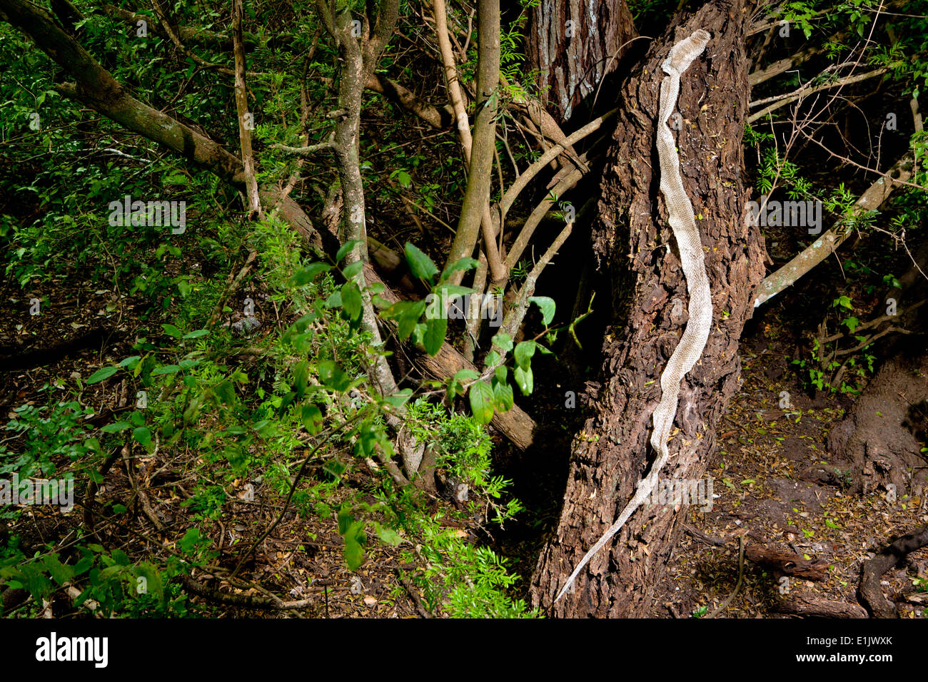 Jeter la peau de serpent - Camp Lula Sams - Brownsville, Texas USA Banque D'Images