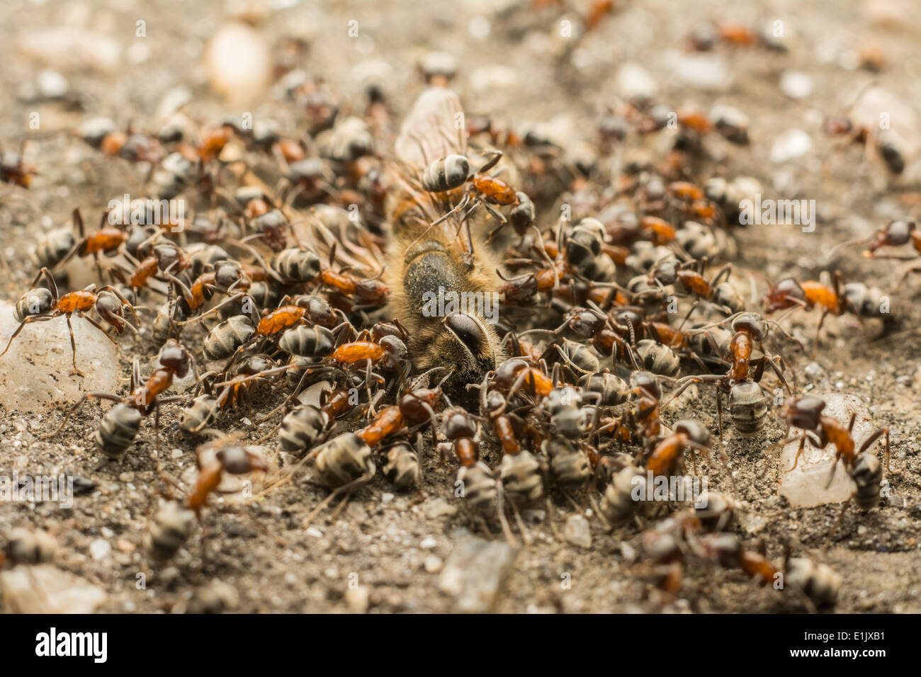 Close Up de l'Essaim d'abeilles mortes de manger des fourmis Banque D'Images